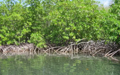 « Pile microbienne » : Comment les bactéries de la mangrove pourraient produire de l’électricité